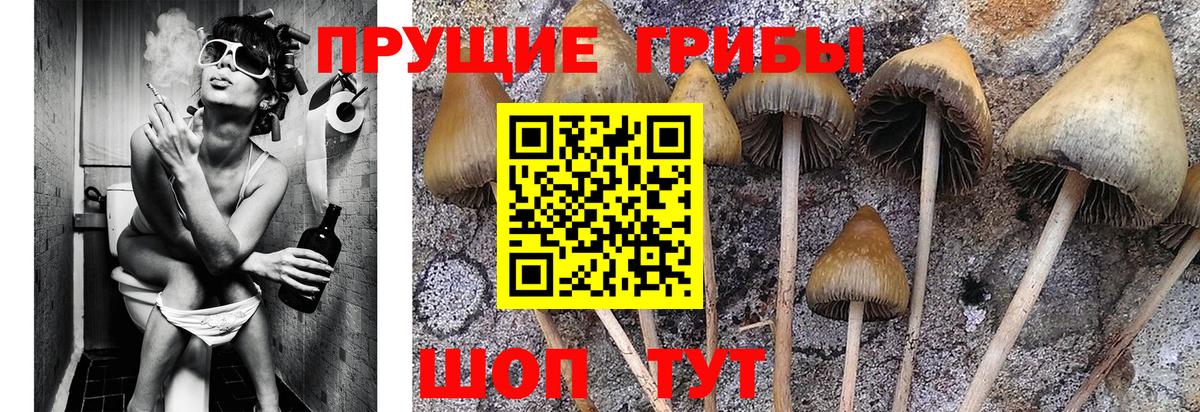 Галлюциногенные грибы мухоморы Горно-Алтайск